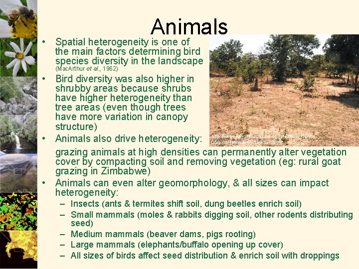 Animals • Spatial heterogeneity is one of the main factors determining bird species diversity