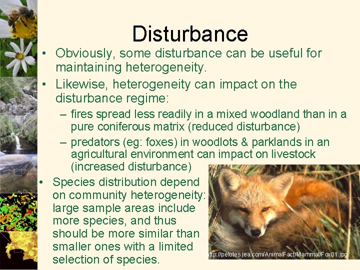 Disturbance • Obviously, some disturbance can be useful for maintaining heterogeneity. • Likewise, heterogeneity