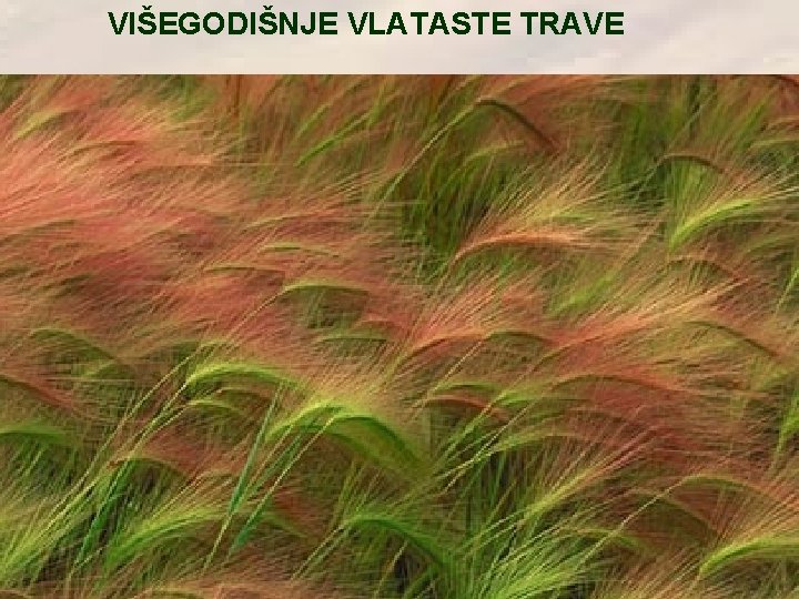 VIŠEGODIŠNJE VLATASTE TRAVE 