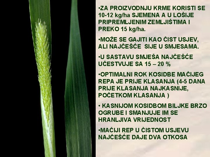  • ZA PROIZVODNJU KRME KORISTI SE 10 -12 kg/ha SJEMENA A U LOŠIJE