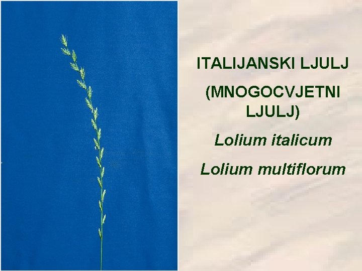 ITALIJANSKI LJULJ (MNOGOCVJETNI LJULJ) Lolium italicum Lolium multiflorum 