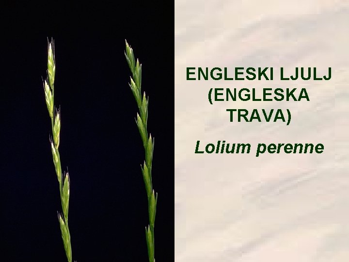 ENGLESKI LJULJ (ENGLESKA TRAVA) Lolium perenne 