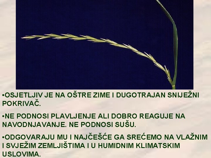  • OSJETLJIV JE NA OŠTRE ZIME I DUGOTRAJAN SNIJEŽNI POKRIVAČ. • NE PODNOSI