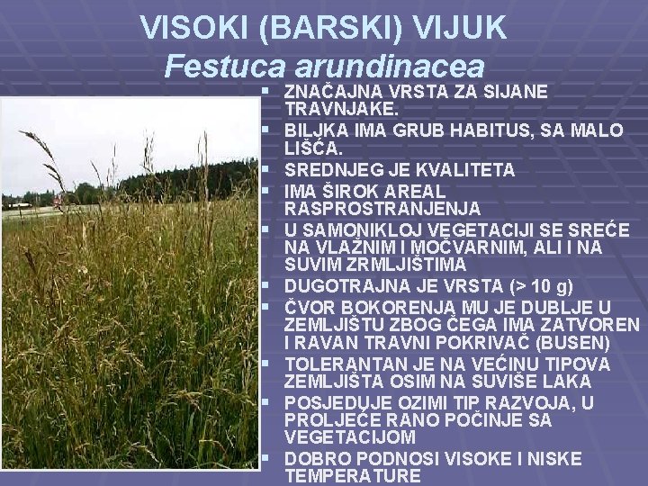 VISOKI (BARSKI) VIJUK Festuca arundinacea § ZNAČAJNA VRSTA ZA SIJANE § § § §