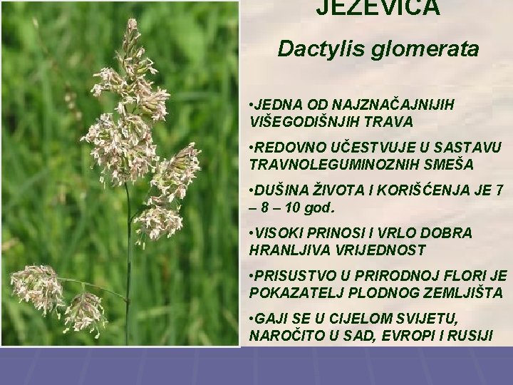 JEŽEVICA Dactylis glomerata • JEDNA OD NAJZNAČAJNIJIH VIŠEGODIŠNJIH TRAVA • REDOVNO UČESTVUJE U SASTAVU