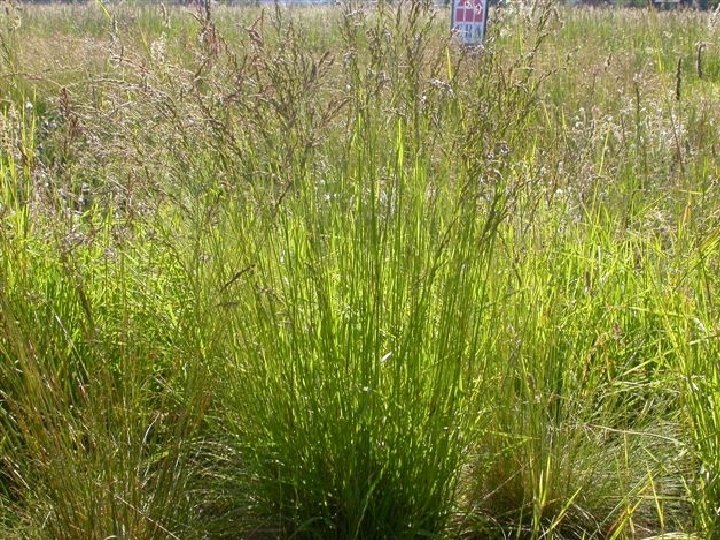 LIVADSKI VIJUK Festuca pratensis (Festuca elatior ssp pratensis) 