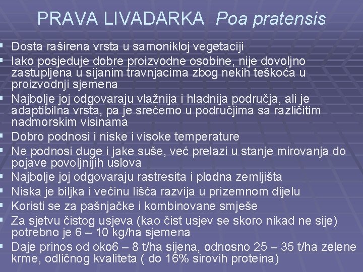 PRAVA LIVADARKA Poa pratensis § Dosta raširena vrsta u samonikloj vegetaciji § Iako posjeduje