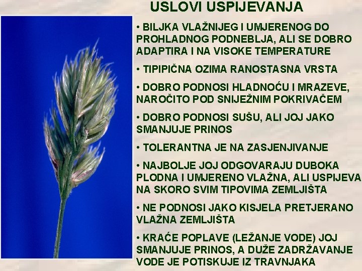 USLOVI USPIJEVANJA • BILJKA VLAŽNIJEG I UMJERENOG DO PROHLADNOG PODNEBLJA, ALI SE DOBRO ADAPTIRA