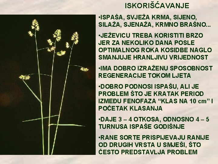 ISKORIŠĆAVANJE • ISPAŠA, SVJEŽA KRMA, SIJENO, SILAŽA, SJENAŽA, KRMNO BRAŠNO. . . • JEŽEVICU