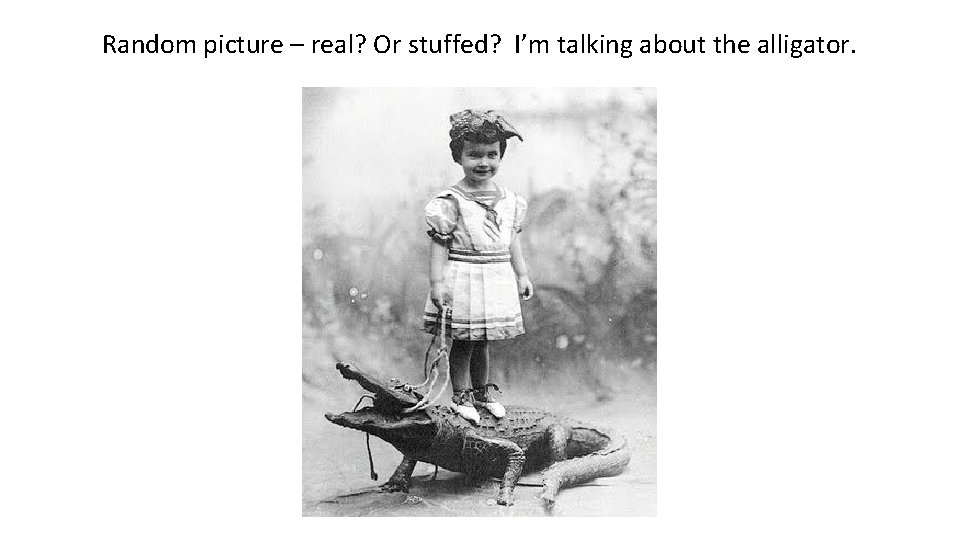 Random picture – real? Or stuffed? I’m talking about the alligator. 