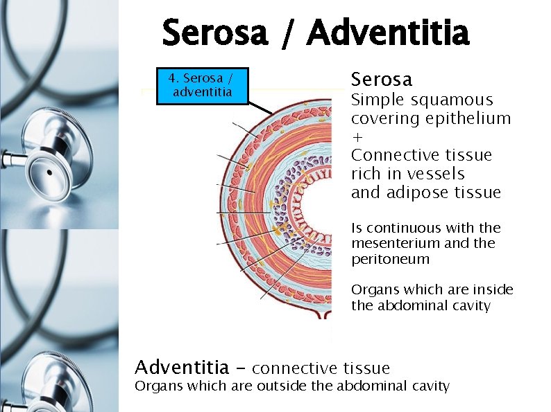 Serosa / Adventitia 4. Serosa / adventitia Serosa Simple squamous covering epithelium + Connective