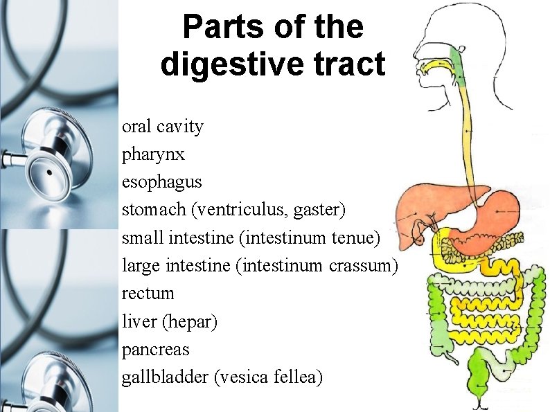 Parts of the digestive tract oral cavity pharynx esophagus stomach (ventriculus, gaster) small intestine