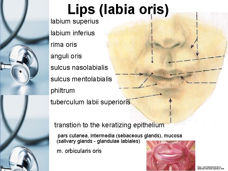 Lips (labia oris) labium superius labium inferius rima oris anguli oris sulcus nasolabialis sulcus