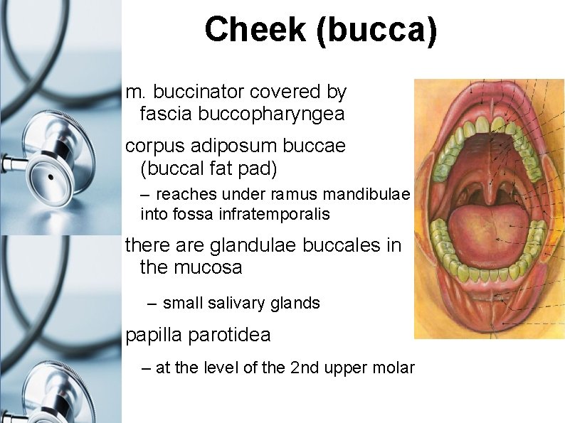 Cheek (bucca) m. buccinator covered by fascia buccopharyngea corpus adiposum buccae (buccal fat pad)