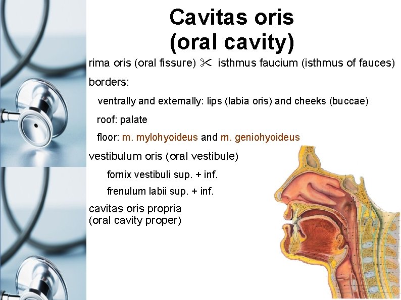 Cavitas oris (oral cavity) rima oris (oral fissure) isthmus faucium (isthmus of fauces) borders: