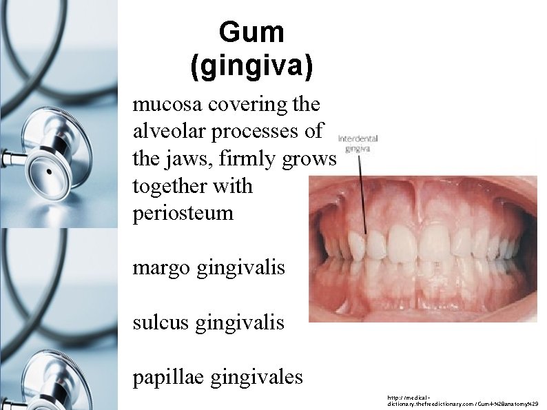 Gum (gingiva) mucosa covering the alveolar processes of the jaws, firmly grows together with