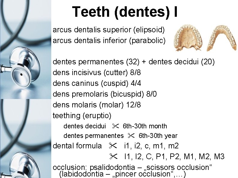 Teeth (dentes) I arcus dentalis superior (elipsoid) arcus dentalis inferior (parabolic) dentes permanentes (32)