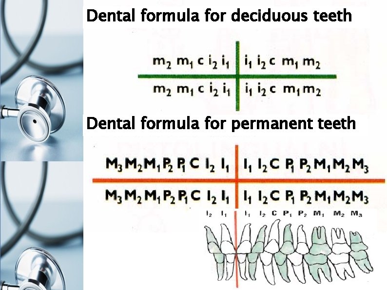 Dental formula for deciduous teeth Dental formula for permanent teeth 