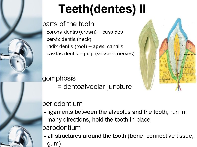 Teeth(dentes) II parts of the tooth corona dentis (crown) – cuspides cervix dentis (neck)