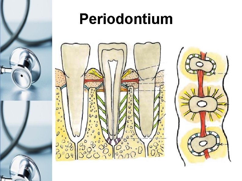 Periodontium 