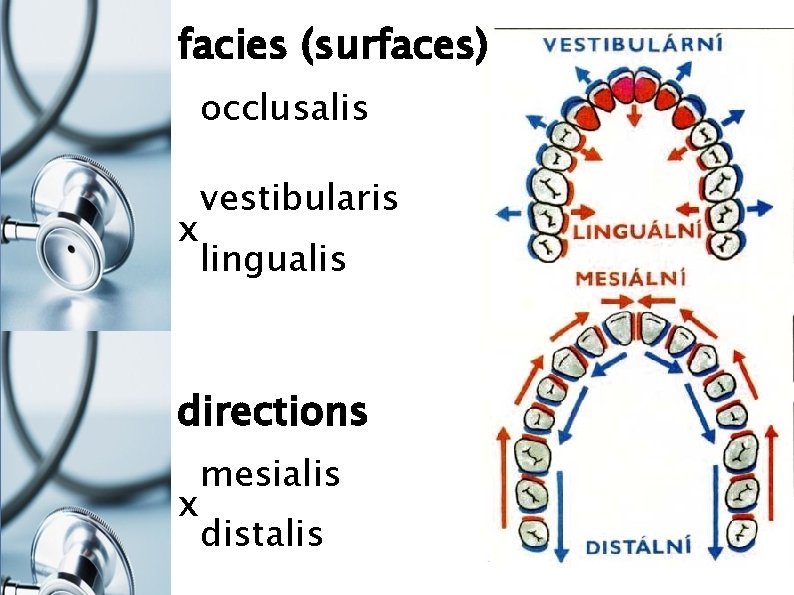 facies (surfaces) occlusalis x vestibularis lingualis directions x mesialis distalis 