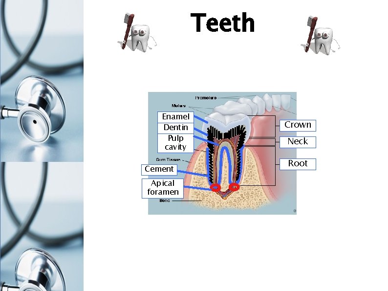 Teeth Enamel Dentin Pulp cavity Cement Apical foramen Crown Neck Root 