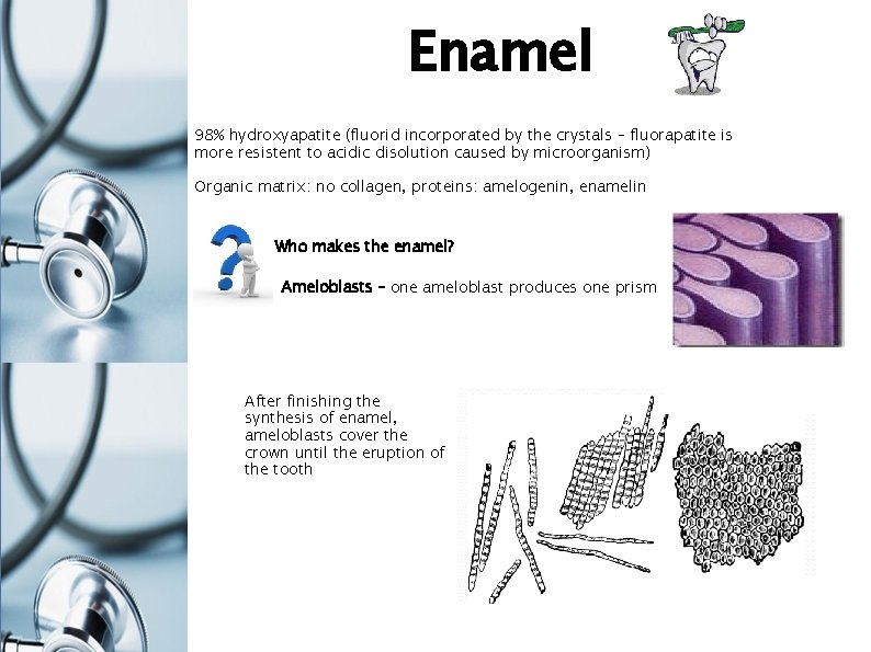 Enamel 98% hydroxyapatite (fluorid incorporated by the crystals – fluorapatite is more resistent to