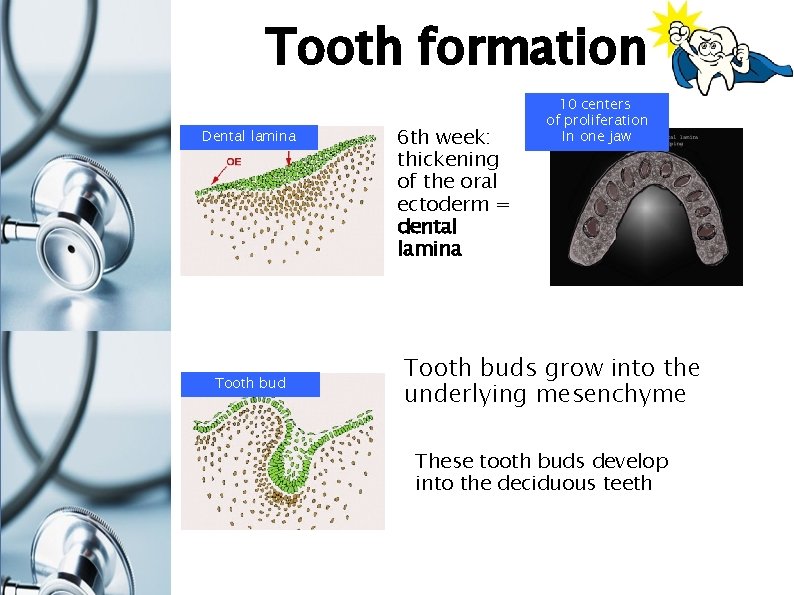 Tooth formation Dental lamina Tooth bud 6 th week: thickening of the oral ectoderm