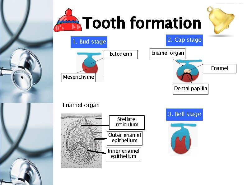 Tooth formation 2. Cap stage 1. Bud stage Ectoderm Enamel organ Enamel Mesenchyme Dental