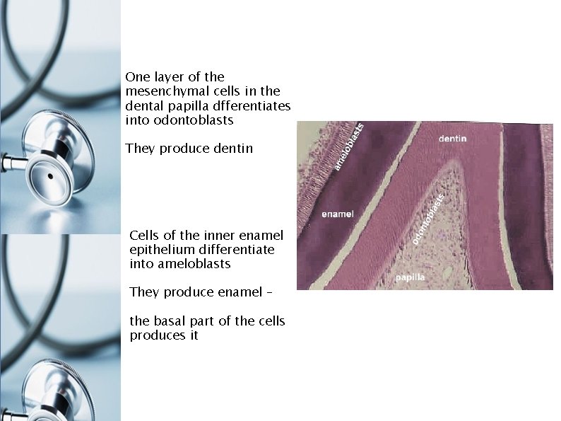 One layer of the mesenchymal cells in the dental papilla dfferentiates into odontoblasts They