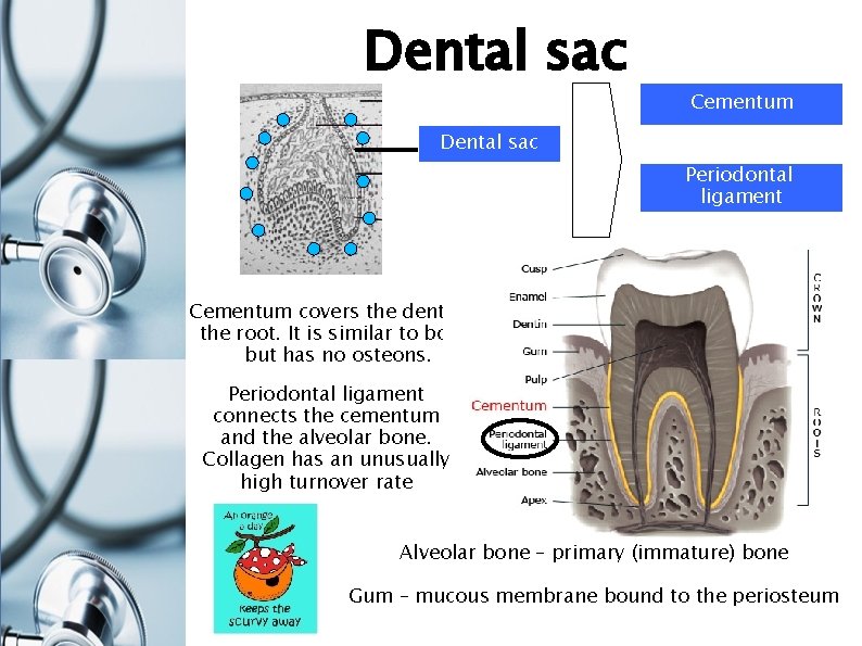 Dental sac Cementum Dental sac Periodontal ligament Cementum covers the dentin of the root.