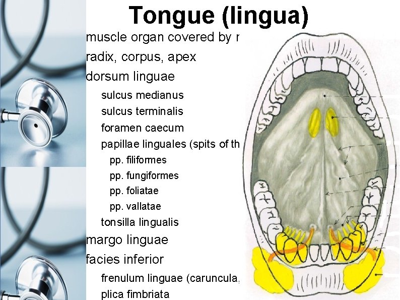 Tongue (lingua) muscle organ covered by mucosa radix, corpus, apex dorsum linguae sulcus medianus