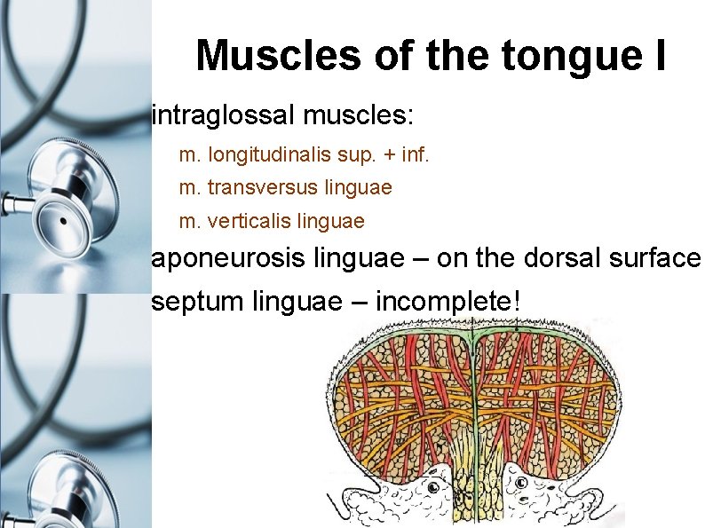 Muscles of the tongue I intraglossal muscles: m. longitudinalis sup. + inf. m. transversus
