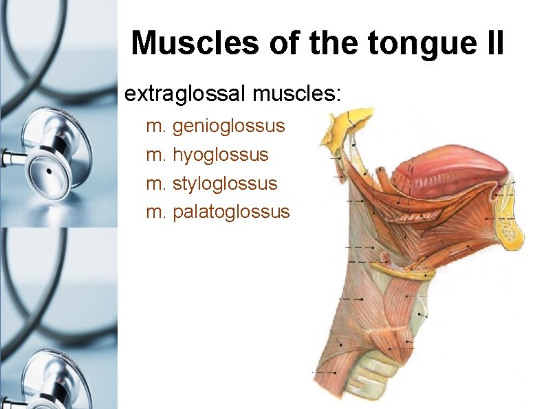 Muscles of the tongue II extraglossal muscles: m. genioglossus m. hyoglossus m. styloglossus m.