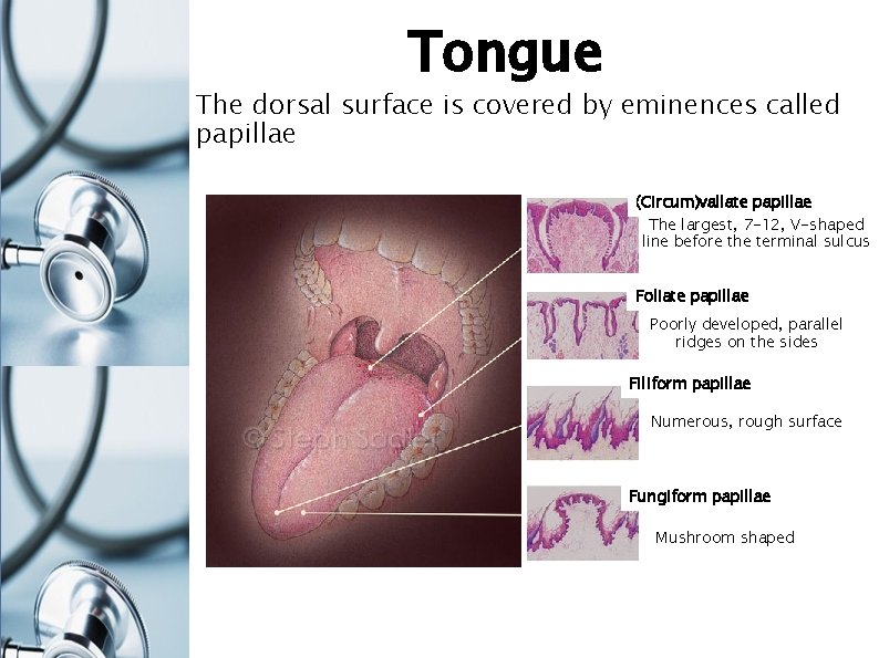Tongue The dorsal surface is covered by eminences called papillae (Circum)vallate papillae The largest,