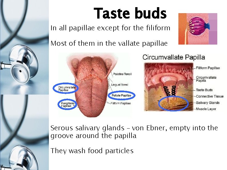 Taste buds In all papillae except for the filiform Most of them in the