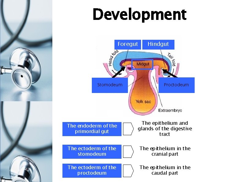 Development Foregut Stomodeum Hindgut Proctodeum The endoderm of the primordial gut The epithelium and