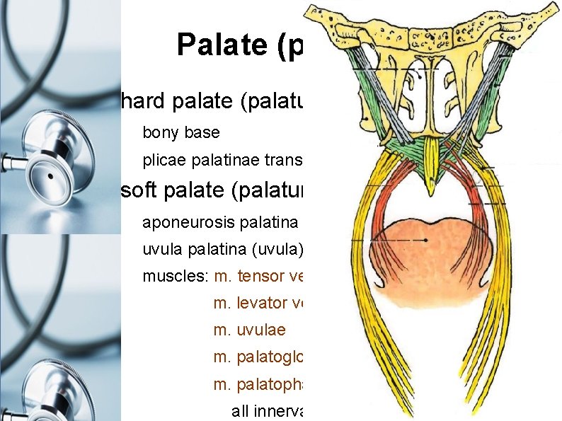 Palate (palatum) hard palate (palatum durum) bony base plicae palatinae transversae, raphe palati (seam)