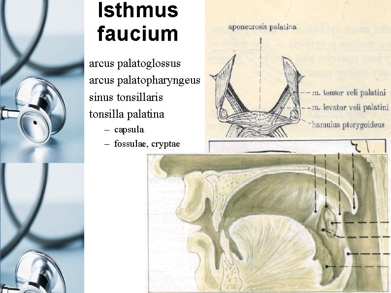 Isthmus faucium arcus palatoglossus arcus palatopharyngeus sinus tonsillaris tonsilla palatina – capsula – fossulae,