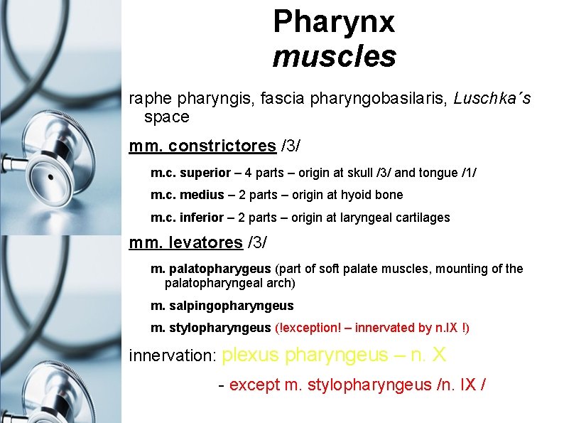 Pharynx muscles raphe pharyngis, fascia pharyngobasilaris, Luschka´s space mm. constrictores /3/ m. c. superior