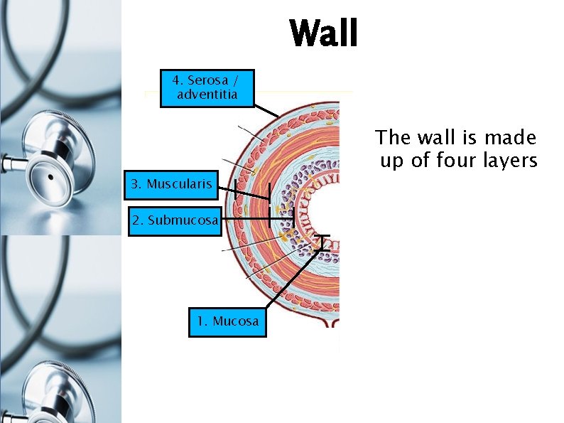Wall 4. Serosa / adventitia 3. Muscularis 2. Submucosa 1. Mucosa The wall is