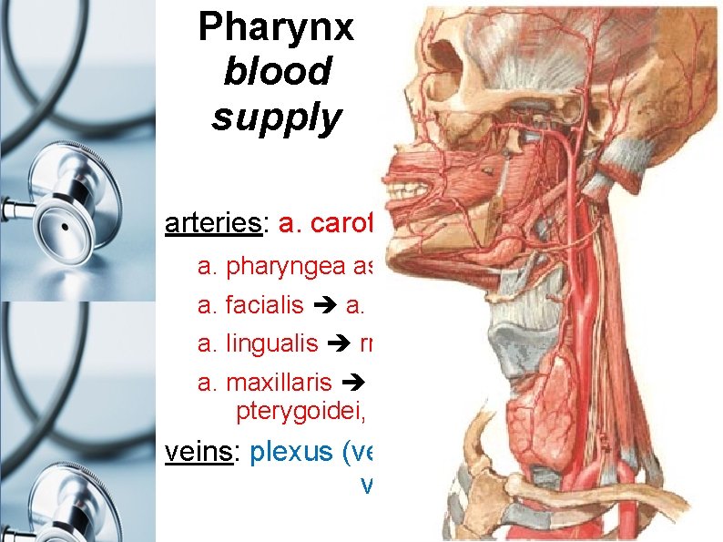 Pharynx blood supply arteries: a. carotis ext. a. pharyngea ascendens a. facialis a. palatina