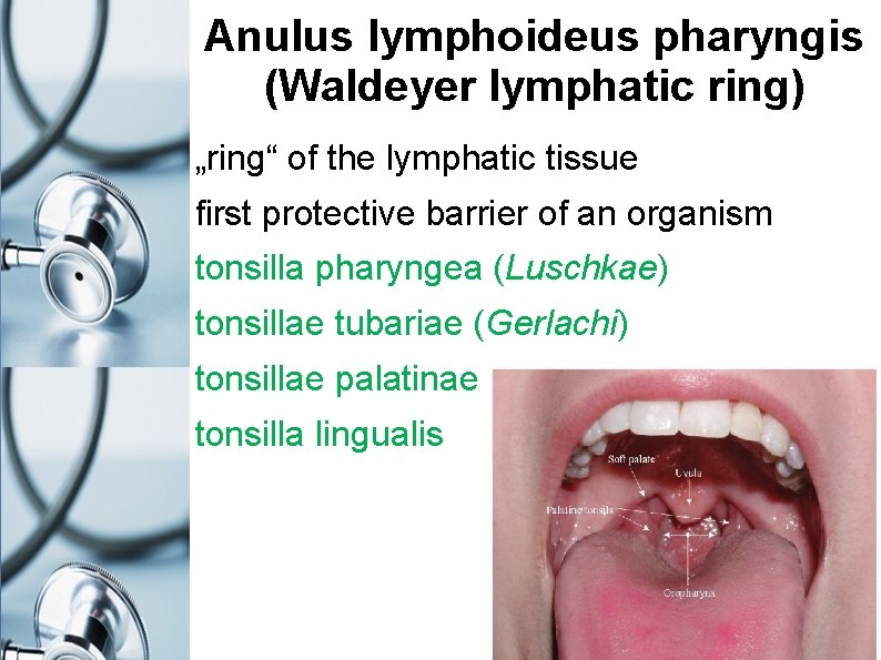 Anulus lymphoideus pharyngis (Waldeyer lymphatic ring) „ring“ of the lymphatic tissue first protective barrier