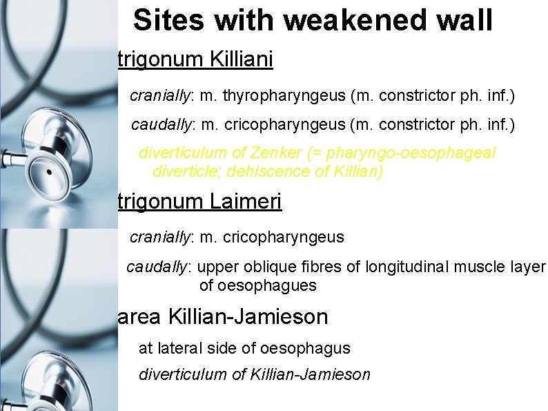 Sites with weakened wall trigonum Killiani cranially: m. thyropharyngeus (m. constrictor ph. inf. )