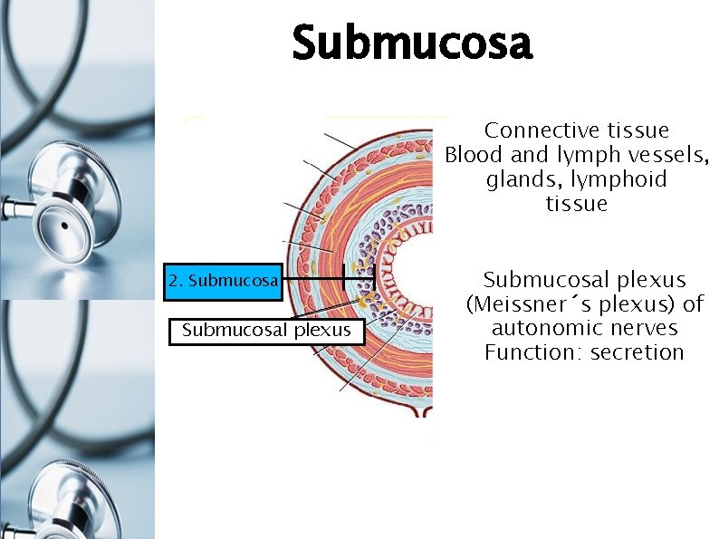 Submucosa Connective tissue Blood and lymph vessels, glands, lymphoid tissue 2. Submucosal plexus (Meissner´s
