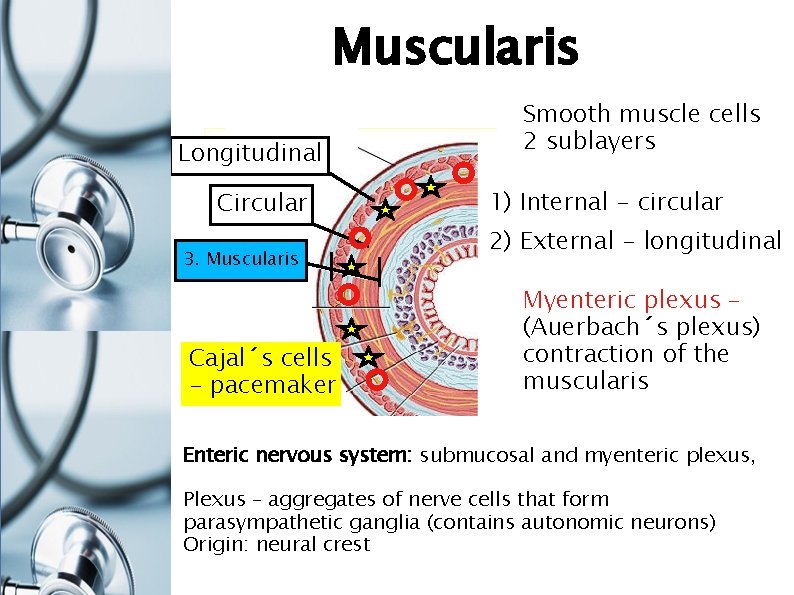 Muscularis Longitudinal Circular 3. Muscularis Cajal´s cells - pacemaker Smooth muscle cells 2 sublayers