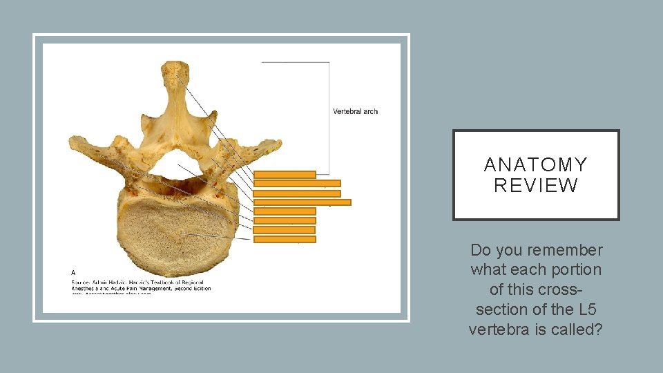 ANATOMY REVIEW Do you remember what each portion of this crosssection of the L