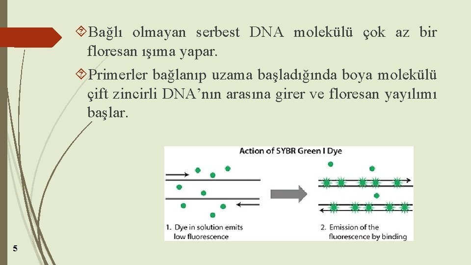  Bağlı olmayan serbest DNA molekülü çok az bir floresan ışıma yapar. Primerler bağlanıp