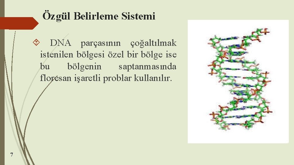 Özgül Belirleme Sistemi DNA parçasının çoğaltılmak istenilen bölgesi özel bir bölge ise bu bölgenin