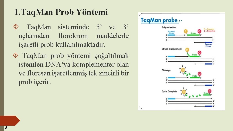 1. Taq. Man Prob Yöntemi Taq. Man sisteminde 5’ ve 3’ uçlarından florokrom maddelerle